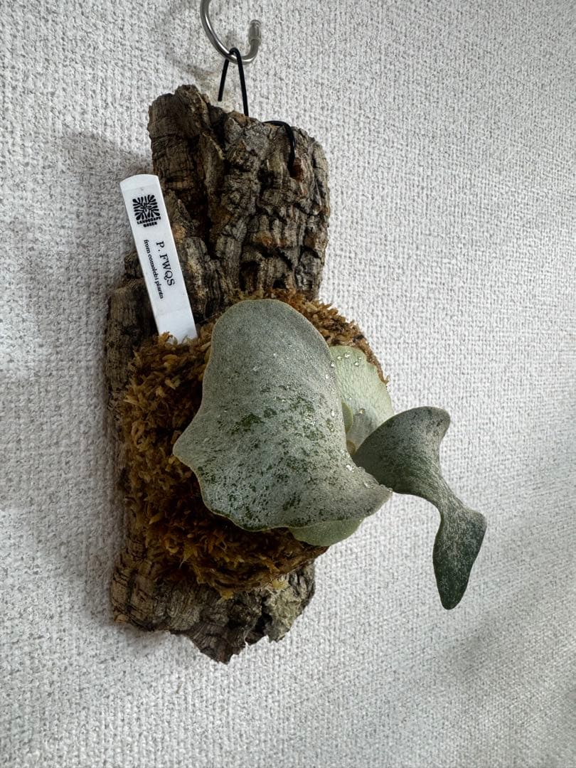 P. FWSQ FW ビカクシダ OC株 株分 コルク 長期養生株 - メルカリ