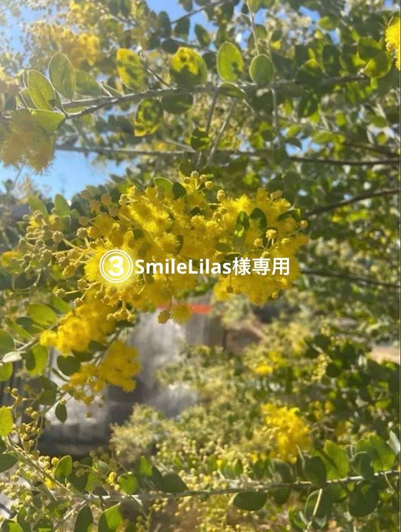 ミモザ パールアカシア 80サイズ 予約販売 - メルカリ