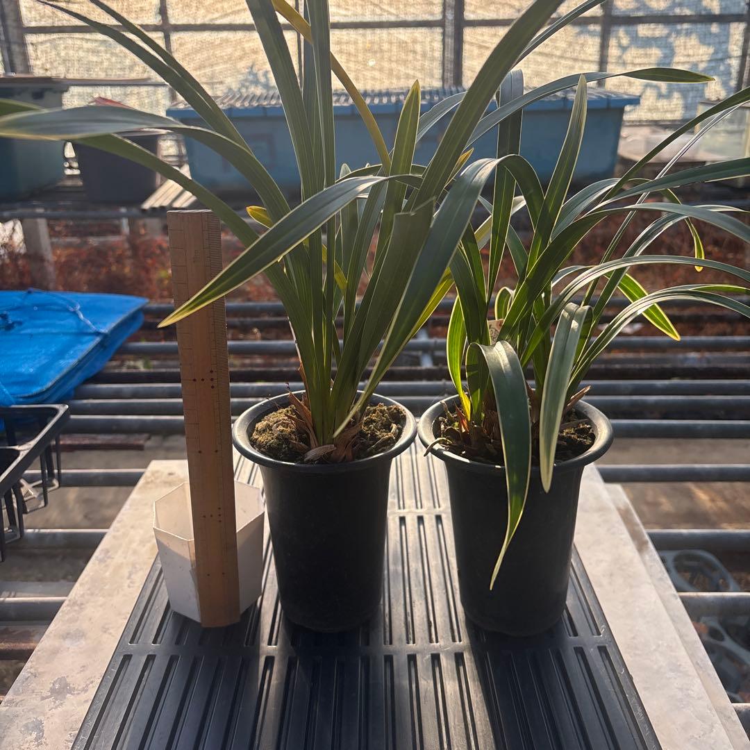 キンリョウヘン原種　2鉢セット　花芽計8付