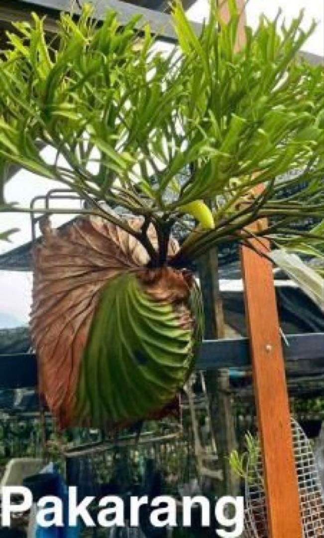 リドレイ　パカラン　スポア