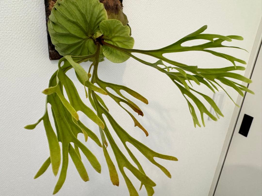 リドレイ　パカラン　スポア