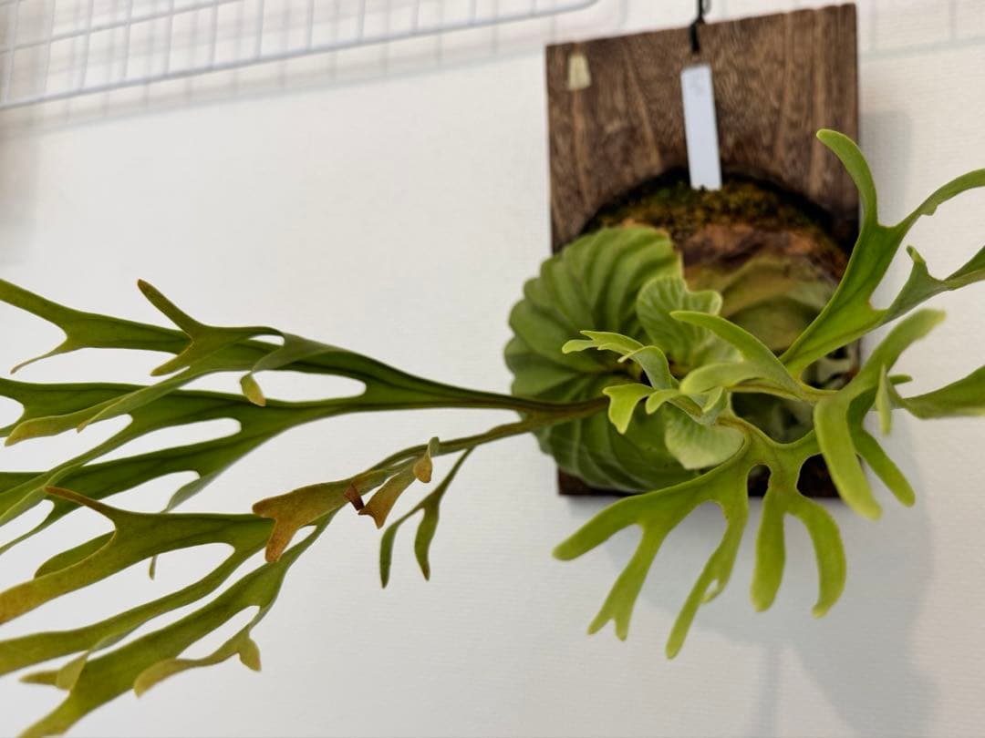 リドレイ　パカラン　スポア