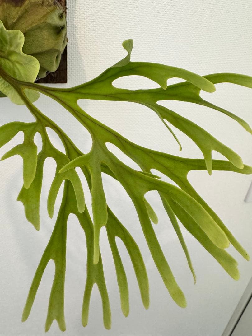 リドレイ　パカラン　スポア