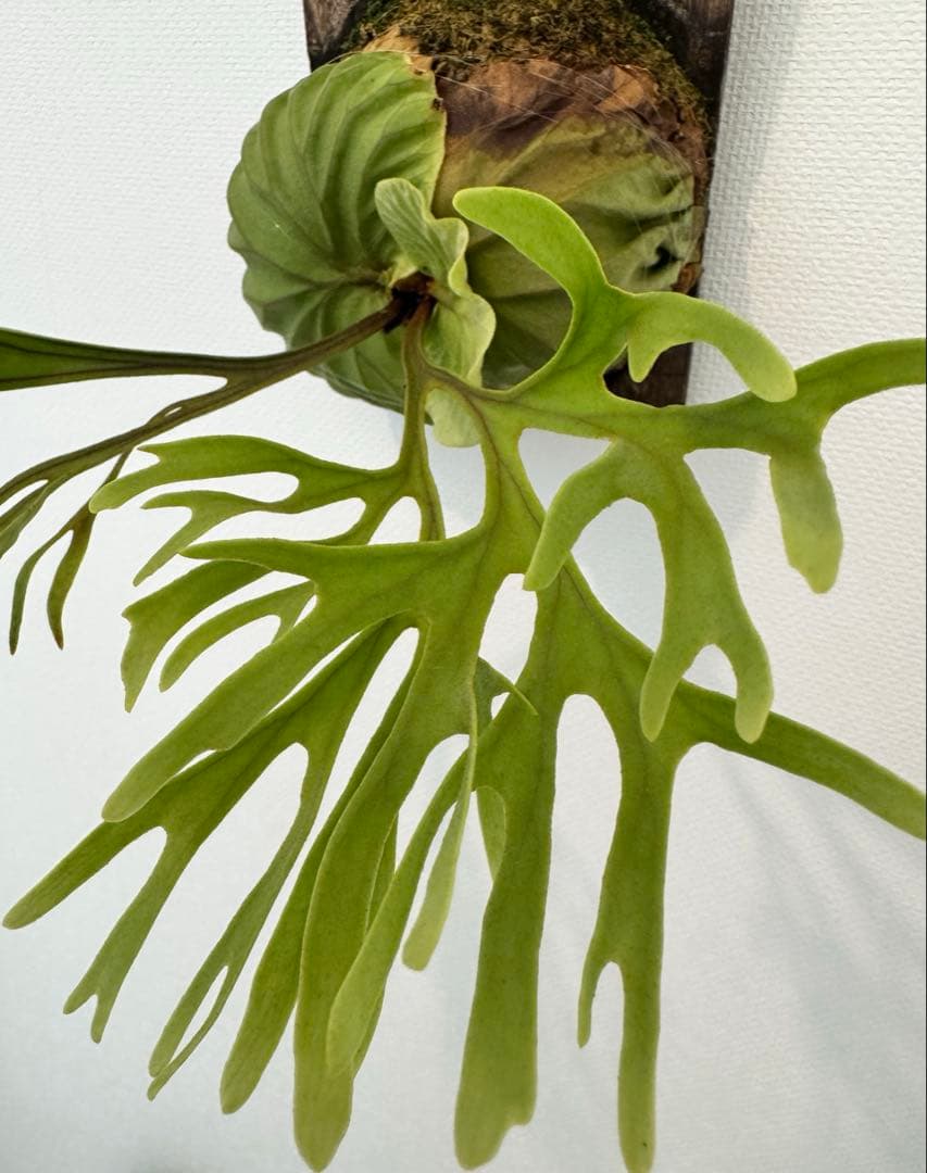 リドレイ　パカラン　スポア