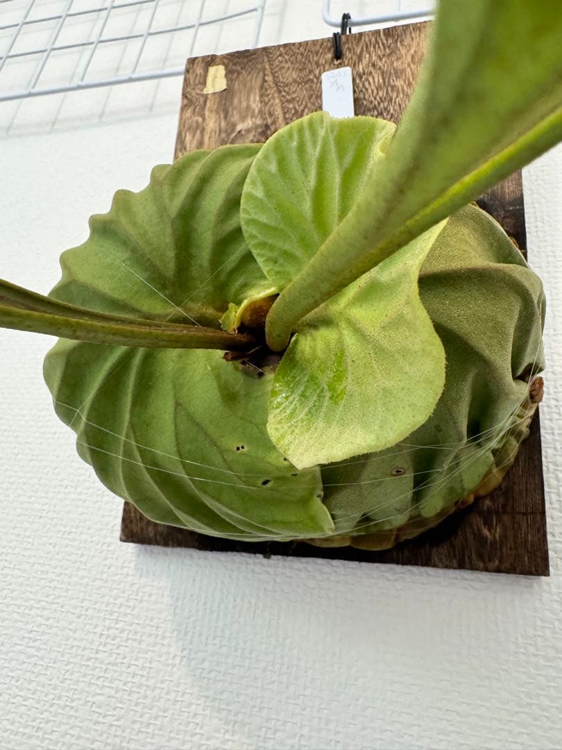 リドレイ　パカラン　スポア