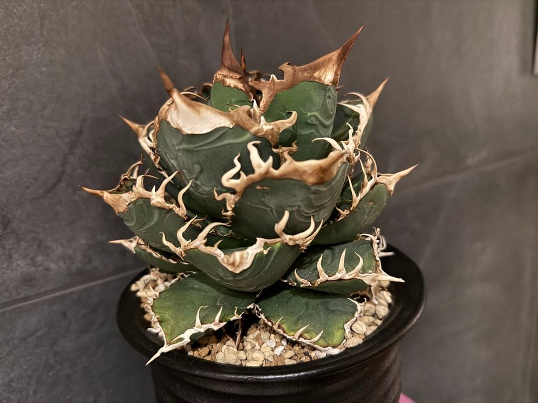 アガベ　チタノタ　JAPAN ジャパン　親株