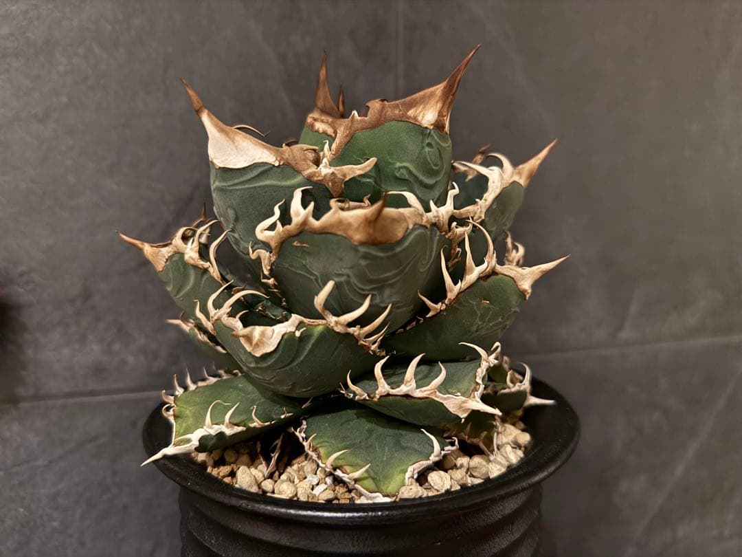 アガベ　チタノタ　JAPAN ジャパン　親株