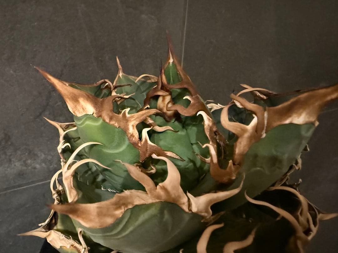 アガベ　チタノタ　JAPAN ジャパン　親株