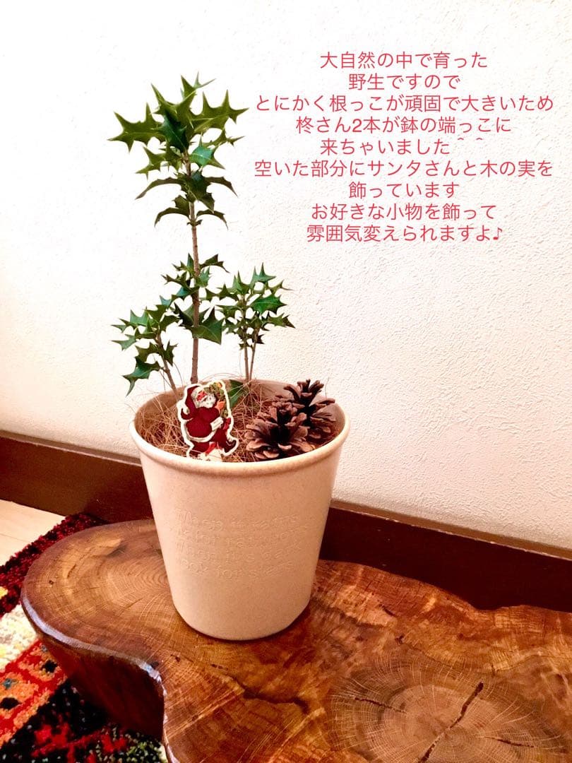 縁起木＊魔除け/天然野生の可愛い柊さん【柊＊ひいらぎ＊鉢植え】可愛いディスプレイ