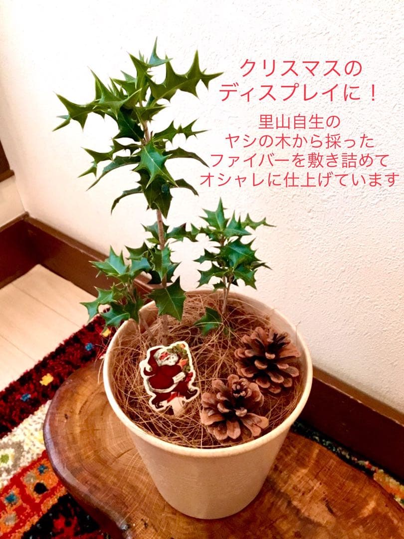 縁起木＊魔除け/天然野生の可愛い柊さん【柊＊ひいらぎ＊鉢植え】可愛いディスプレイ