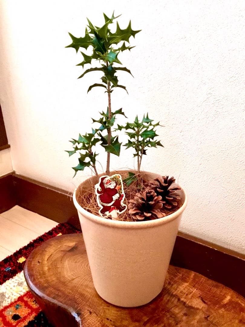 縁起木＊魔除け/天然野生の可愛い柊さん【柊＊ひいらぎ＊鉢植え】可愛いディスプレイ