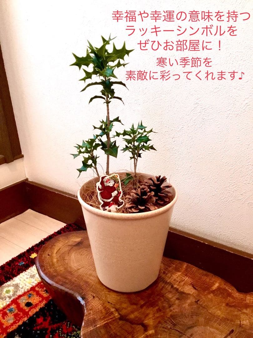 縁起木＊魔除け/天然野生の可愛い柊さん【柊＊ひいらぎ＊鉢植え】可愛いディスプレイ