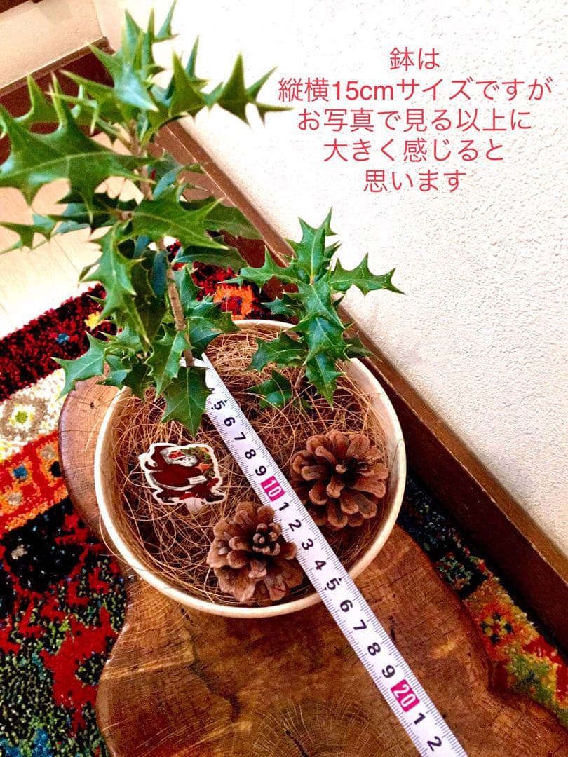 縁起木＊魔除け/天然野生の可愛い柊さん【柊＊ひいらぎ＊鉢植え】可愛いディスプレイ