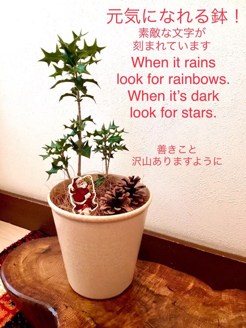 縁起木＊魔除け/天然野生の可愛い柊さん【柊＊ひいらぎ＊鉢植え】可愛いディスプレイ