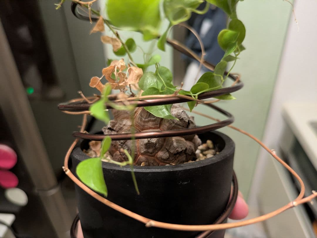 亀甲竜　デイスコレアエレファンティペス