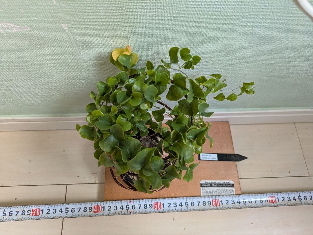 亀甲竜　デイスコレアエレファンティペス