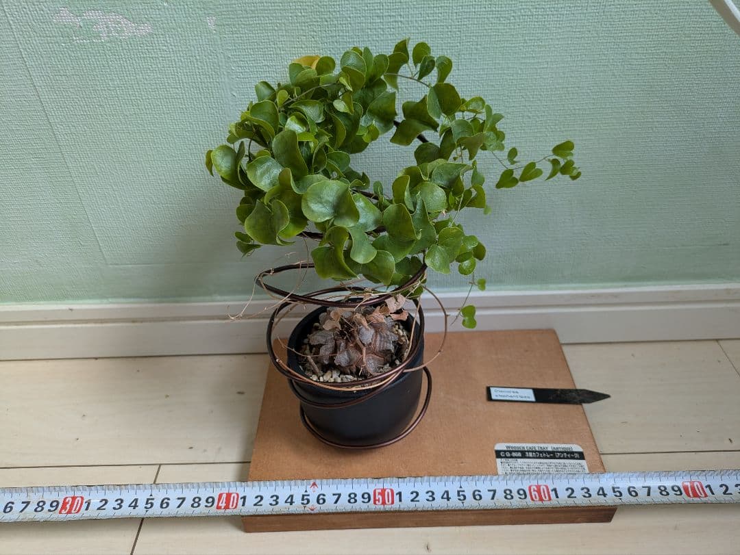 亀甲竜　デイスコレアエレファンティペス