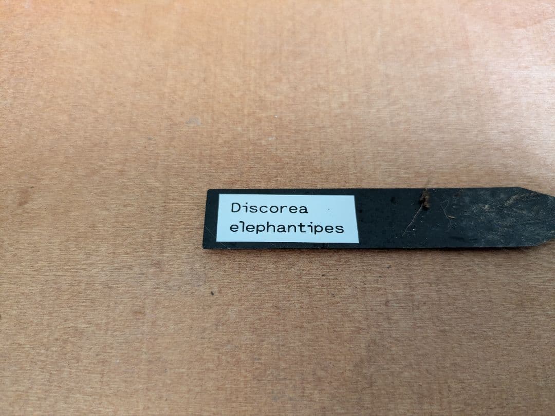 亀甲竜　デイスコレアエレファンティペス