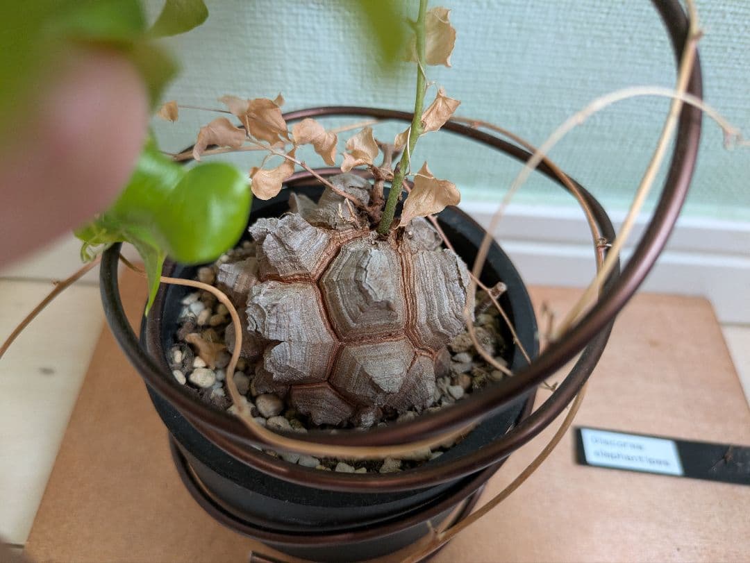 亀甲竜　デイスコレアエレファンティペス