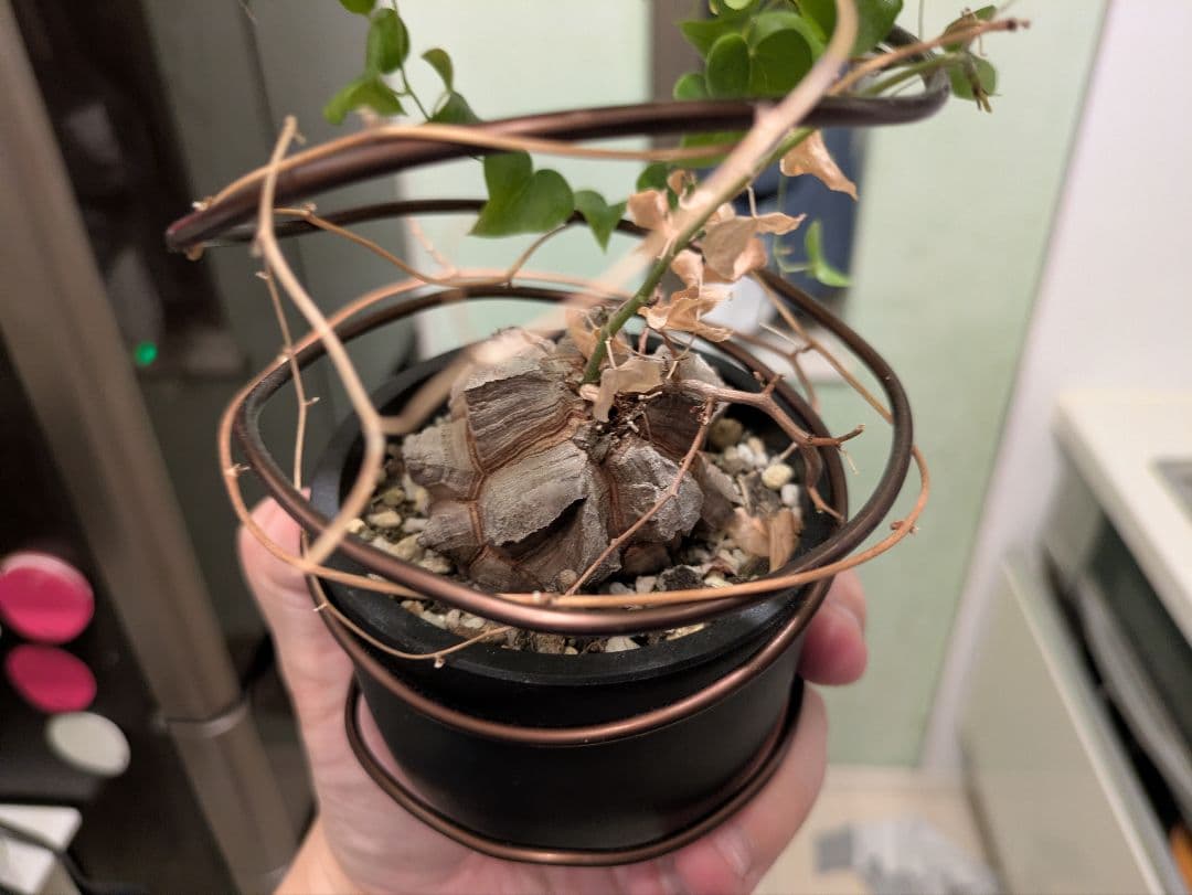 亀甲竜　デイスコレアエレファンティペス