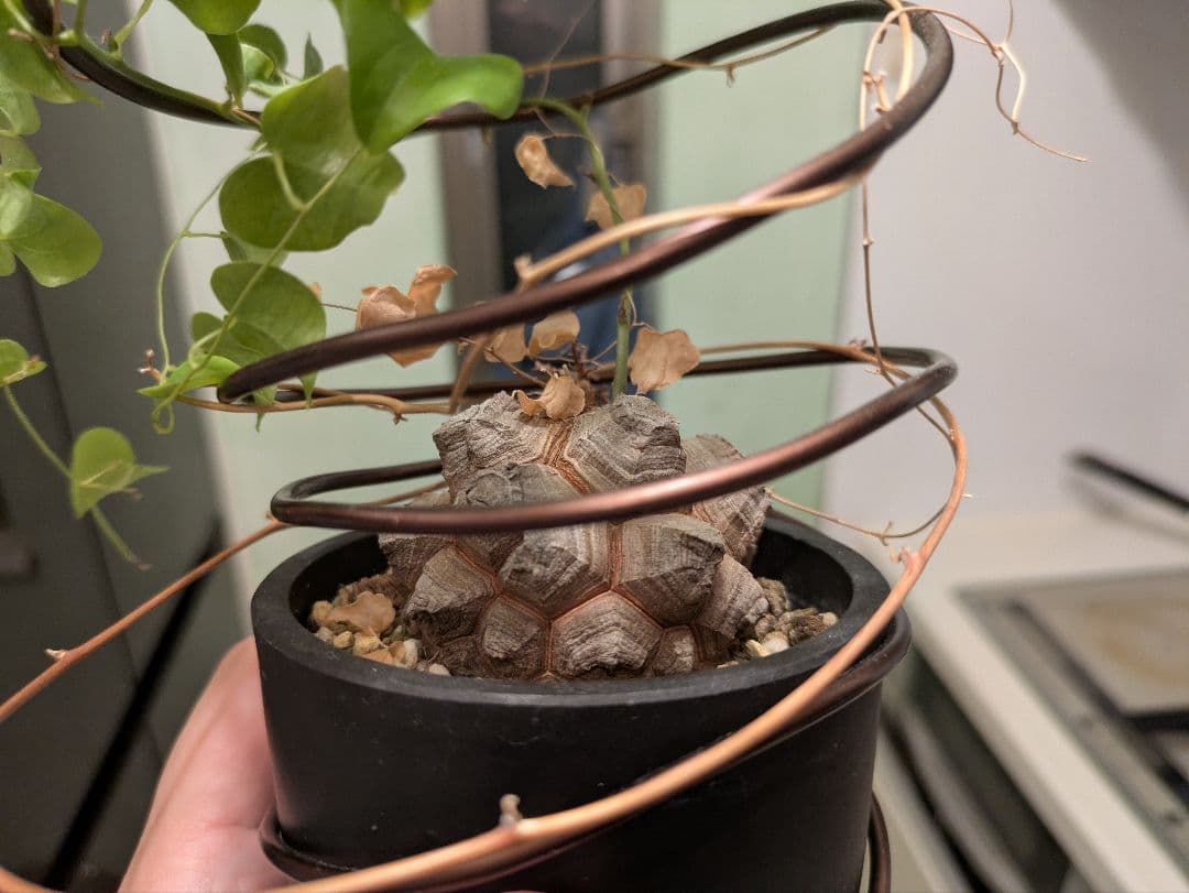 亀甲竜　デイスコレアエレファンティペス