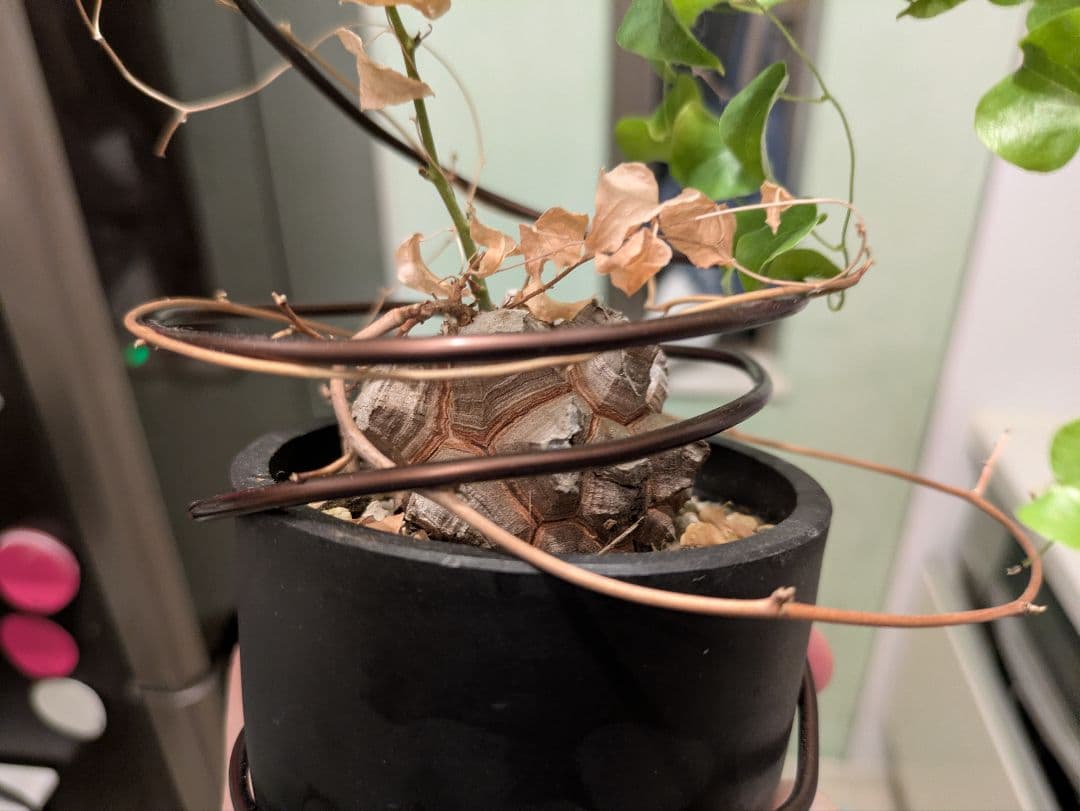 亀甲竜　デイスコレアエレファンティペス