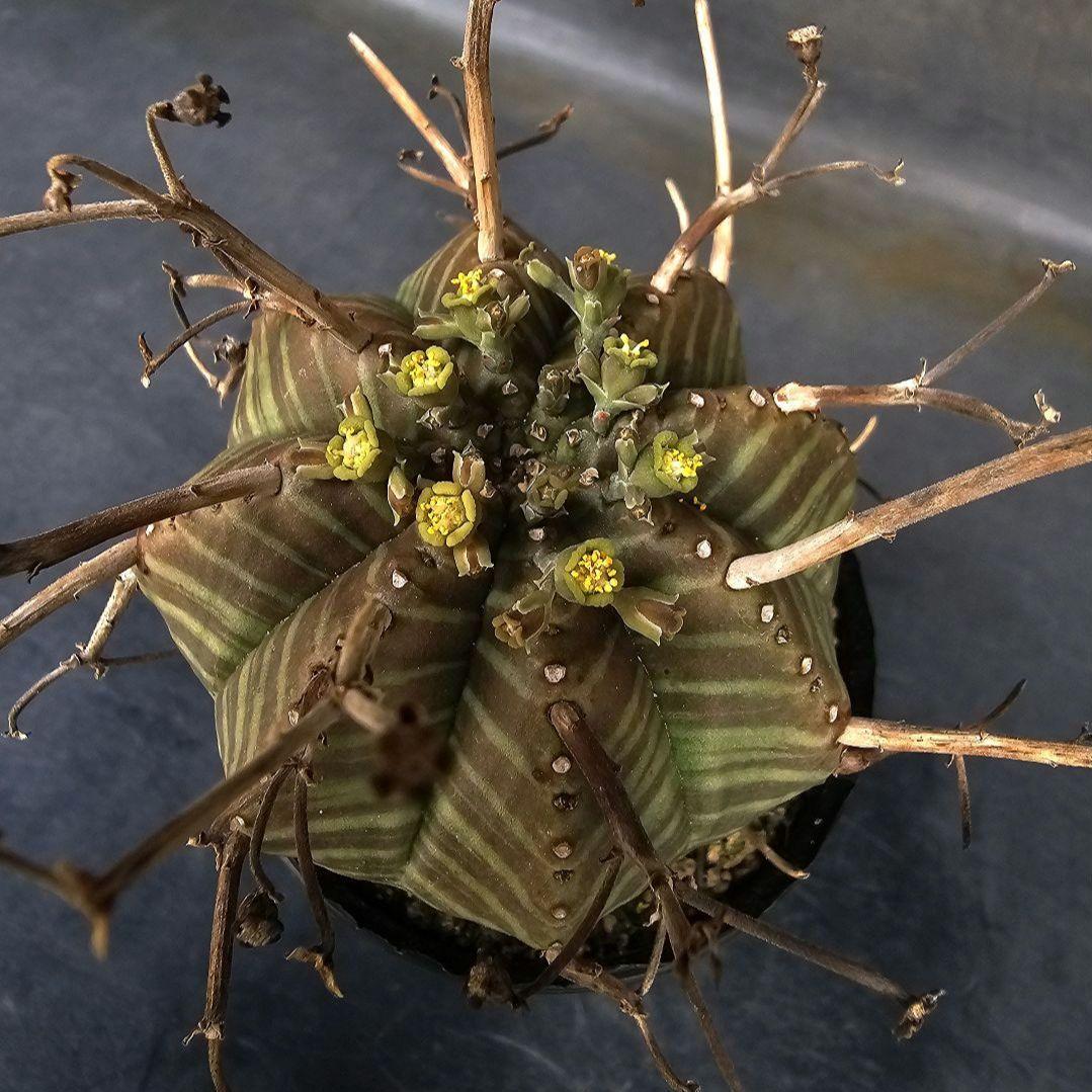 メルカリ便発送☆スーパーバリダ白老交配 - メルカリ