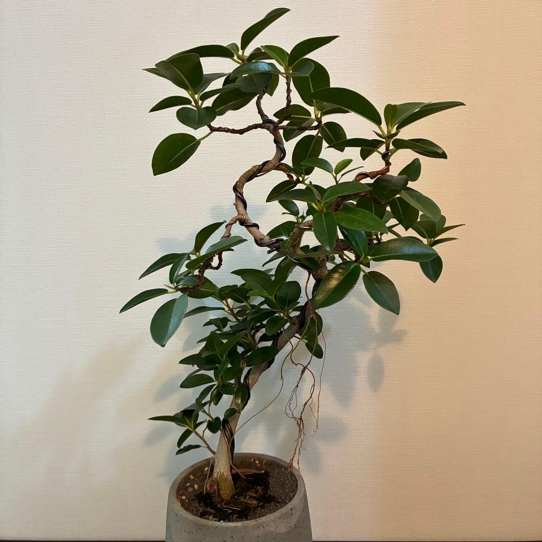 フランスゴム　曲がり　陶器鉢