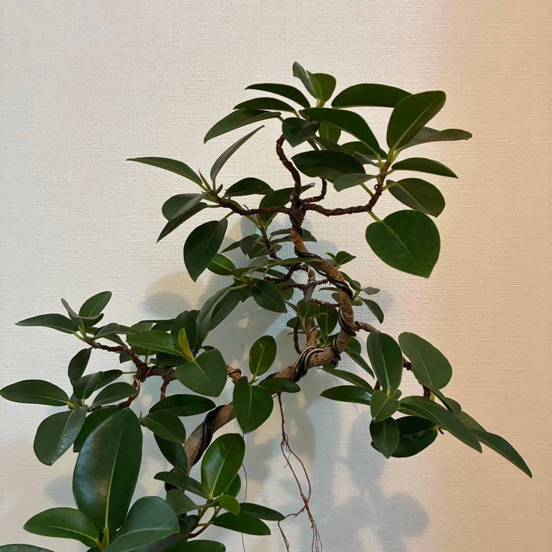 フランスゴム　曲がり　陶器鉢