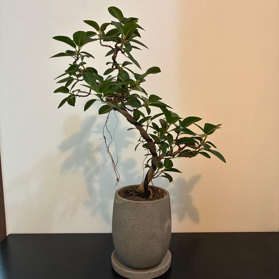 フランスゴム　曲がり　陶器鉢