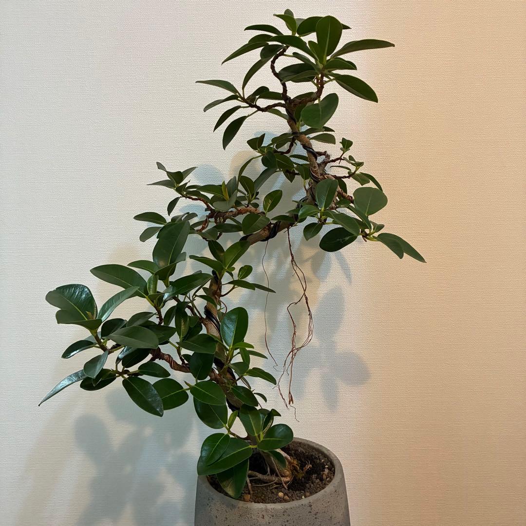 フランスゴム　曲がり　陶器鉢