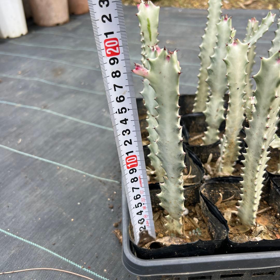 ホワイトゴースト 発根済み 24本まとめ売り - メルカリ