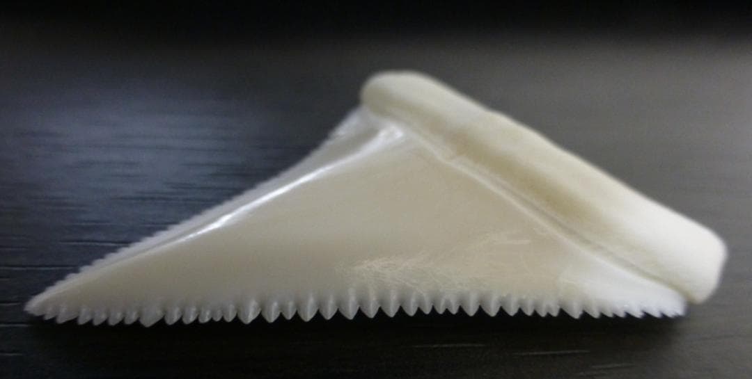 ホホジロザメ（Carcharodon carcharias）の歯 44.3ｍｍ
