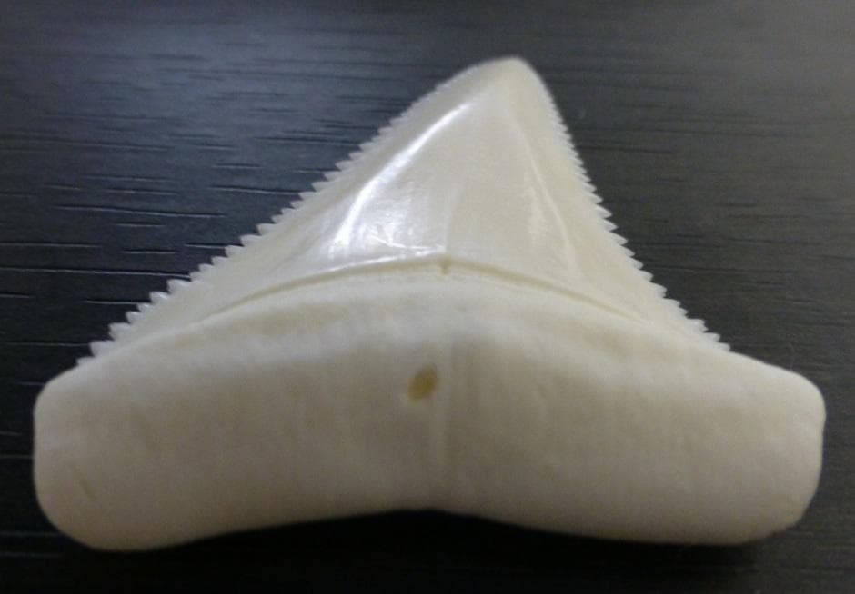 ホホジロザメ（Carcharodon carcharias）の歯 44.3ｍｍ
