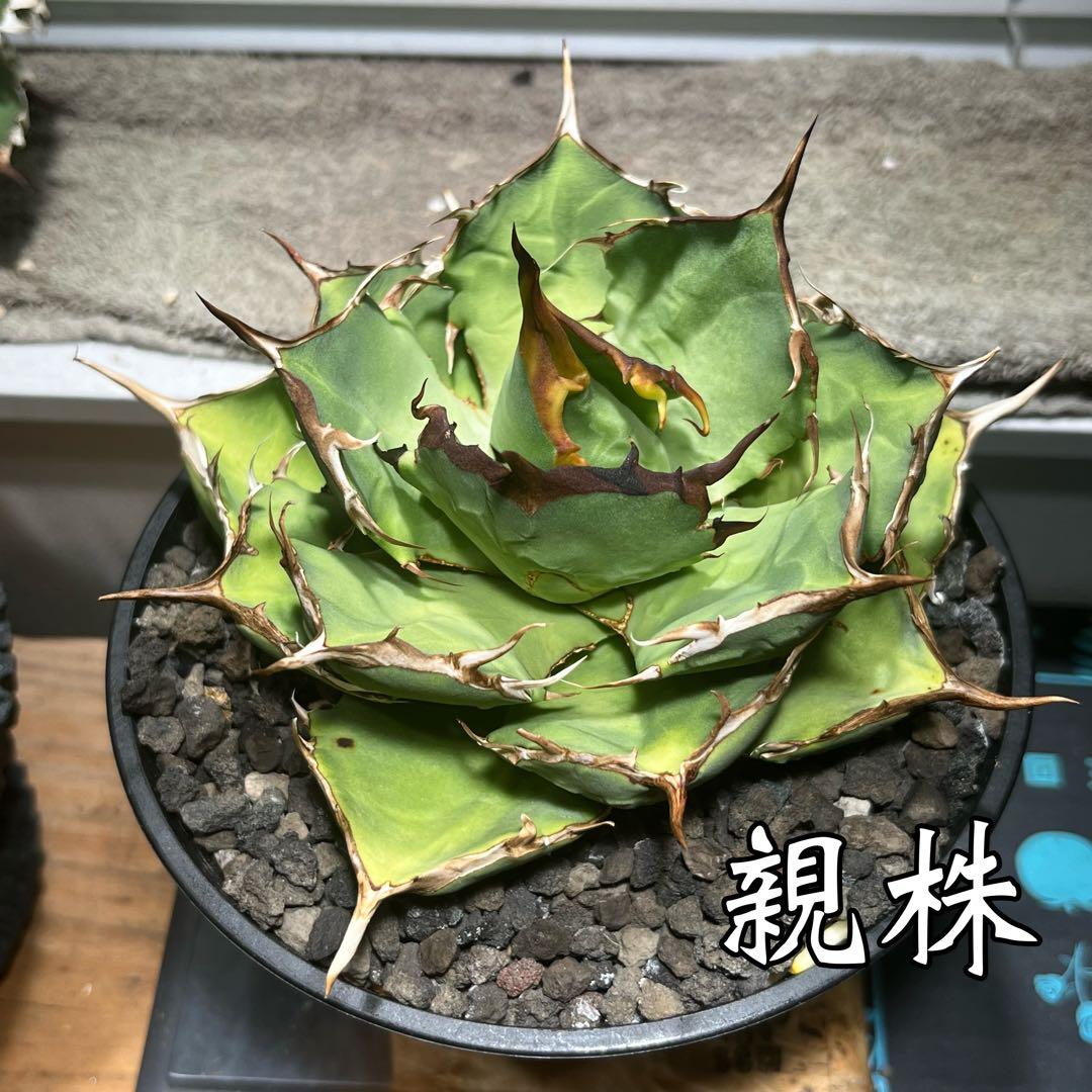 アガベ ペルシアン ドワーフ 子株① - メルカリ