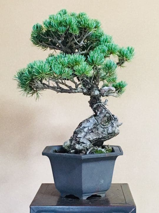 五葉松盆栽