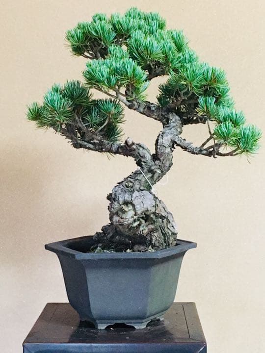 五葉松盆栽