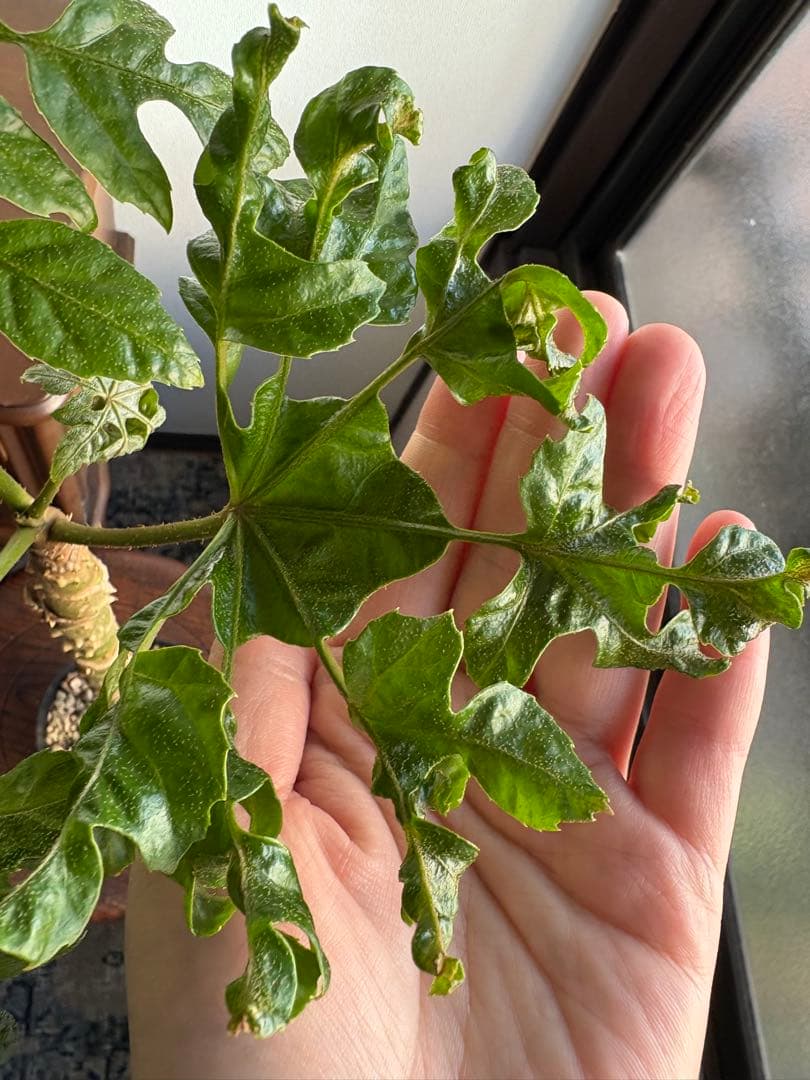 トラべシア パルマータ 3.5号