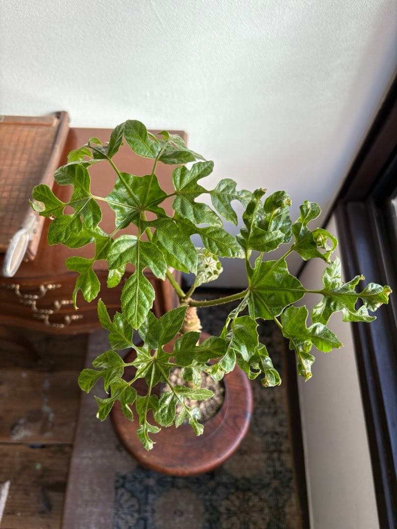 トラべシア パルマータ 3.5号