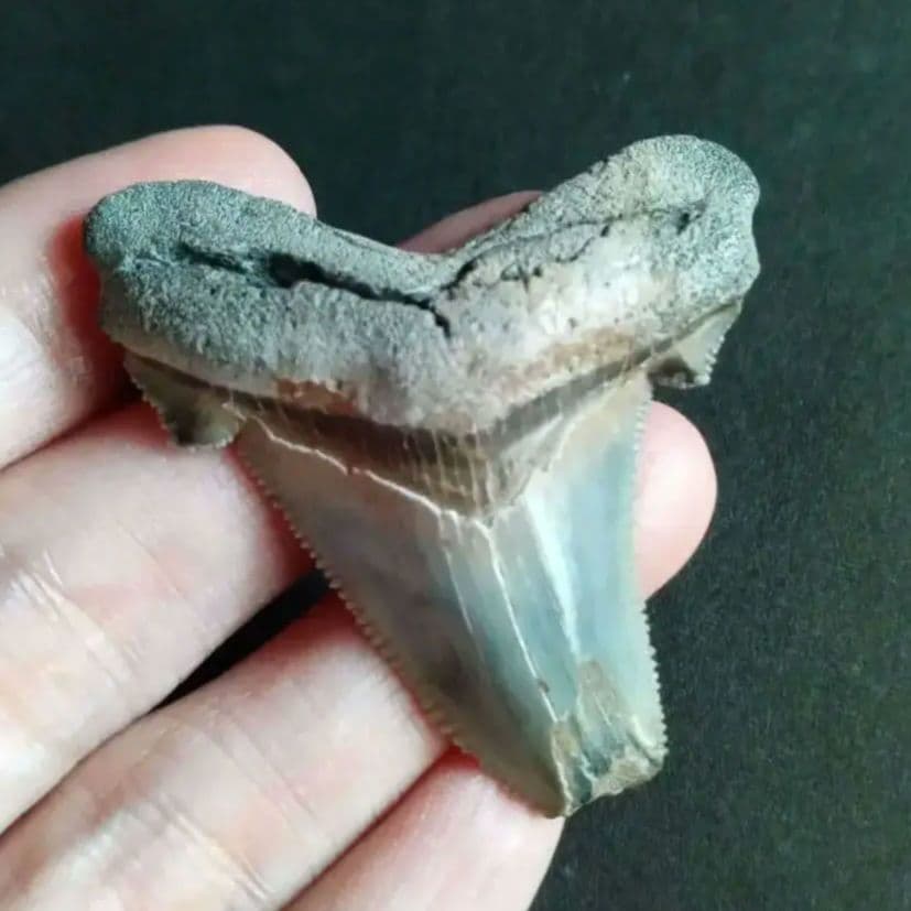 サメの歯化石　アングスティデンス　USA産　特大　希少種　極美麗