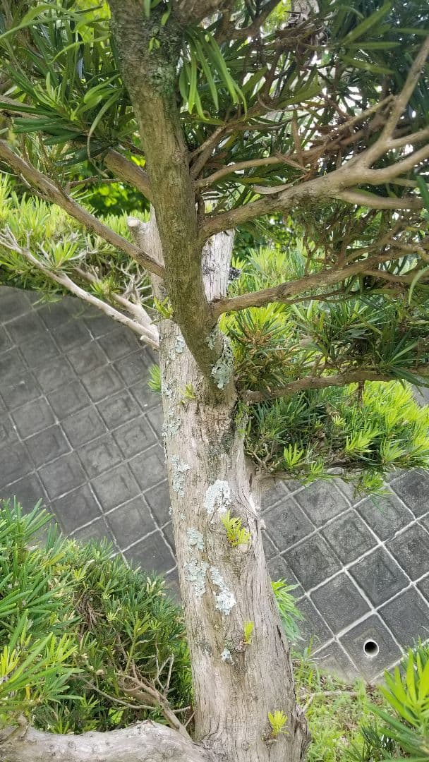 マキ　槇　ガーデニング　樹木　植木　3m　三重引取