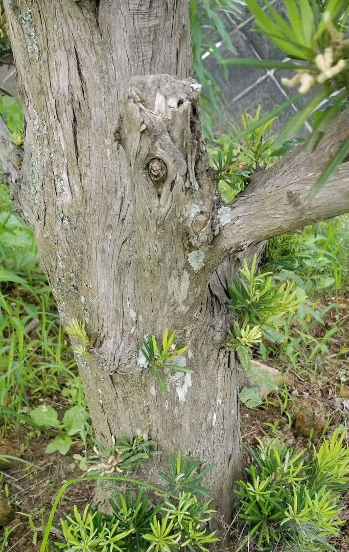 マキ　槇　ガーデニング　樹木　植木　3m　三重引取