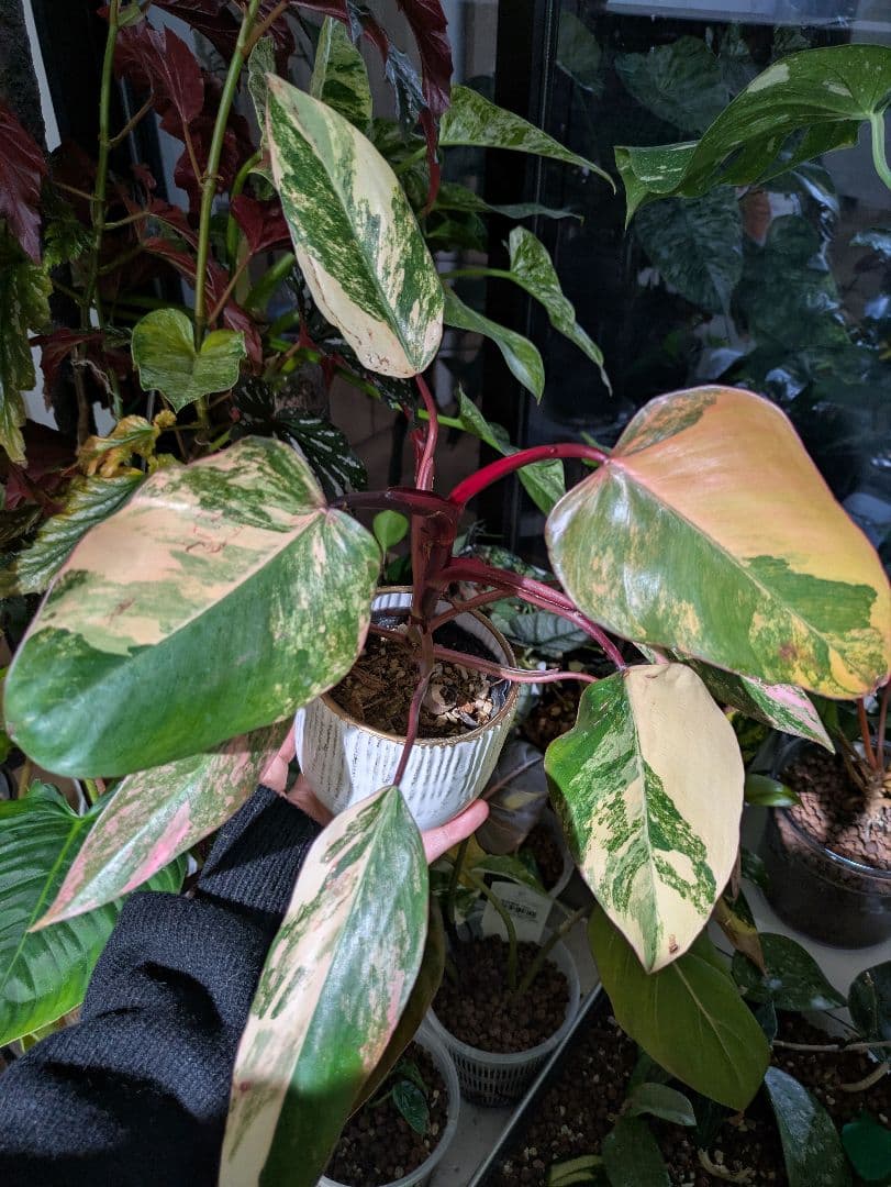 【美斑・極株】フィロデンドロン ストロベリーシェイク /メルカリ便