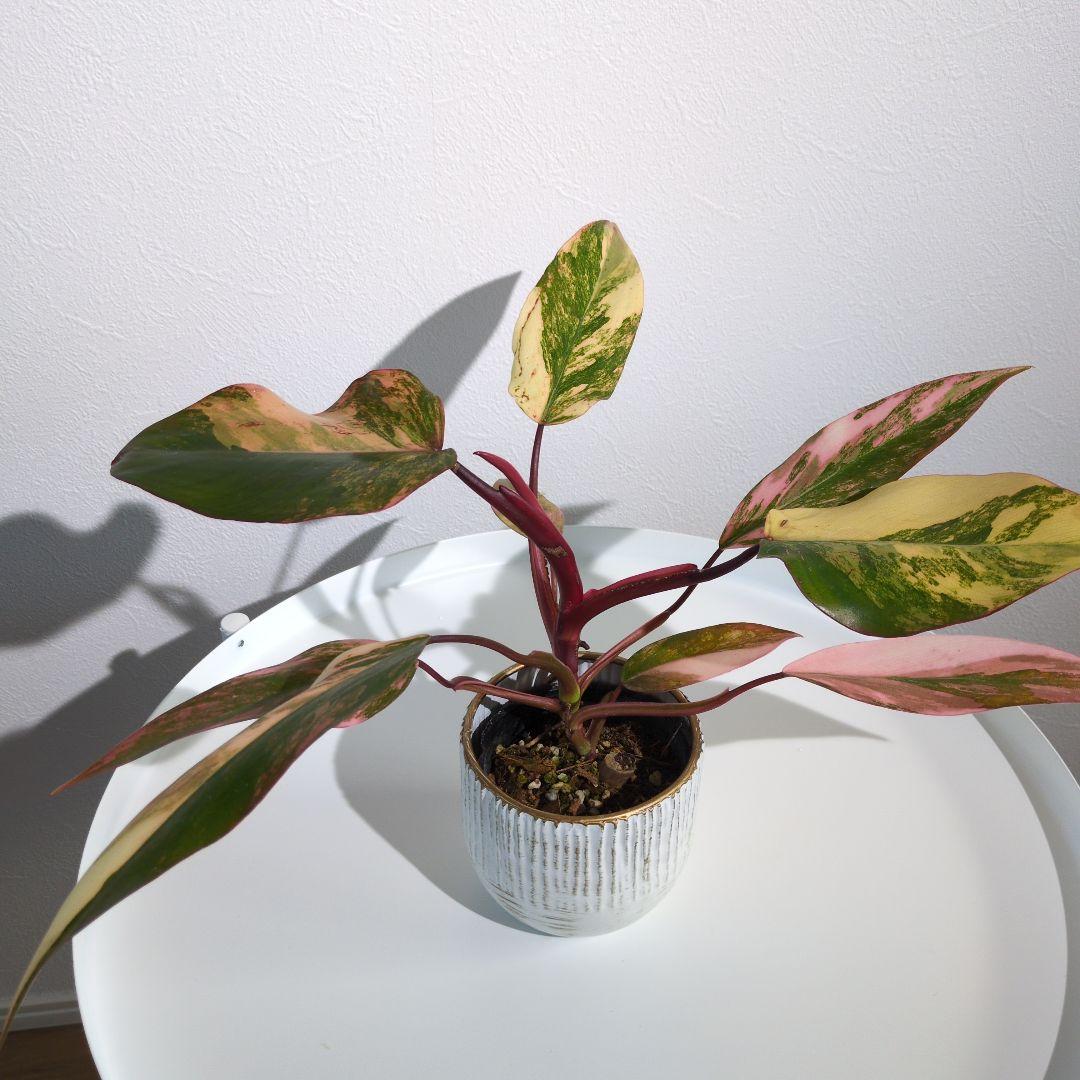 【美斑・極株】フィロデンドロン ストロベリーシェイク /メルカリ便