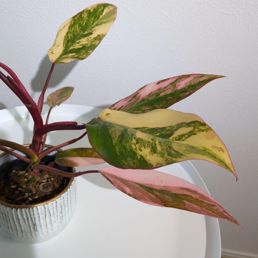 【美斑・極株】フィロデンドロン ストロベリーシェイク /メルカリ便