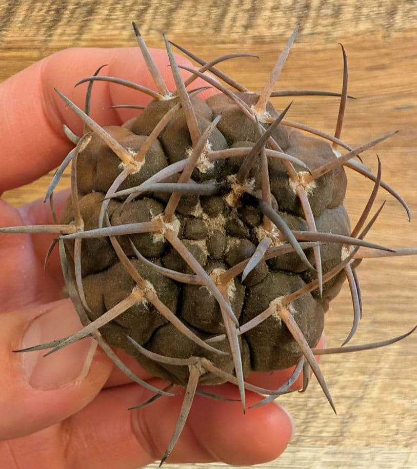 厳選】ギムノカリキウム 守金魔天竜 実生④ - メルカリ