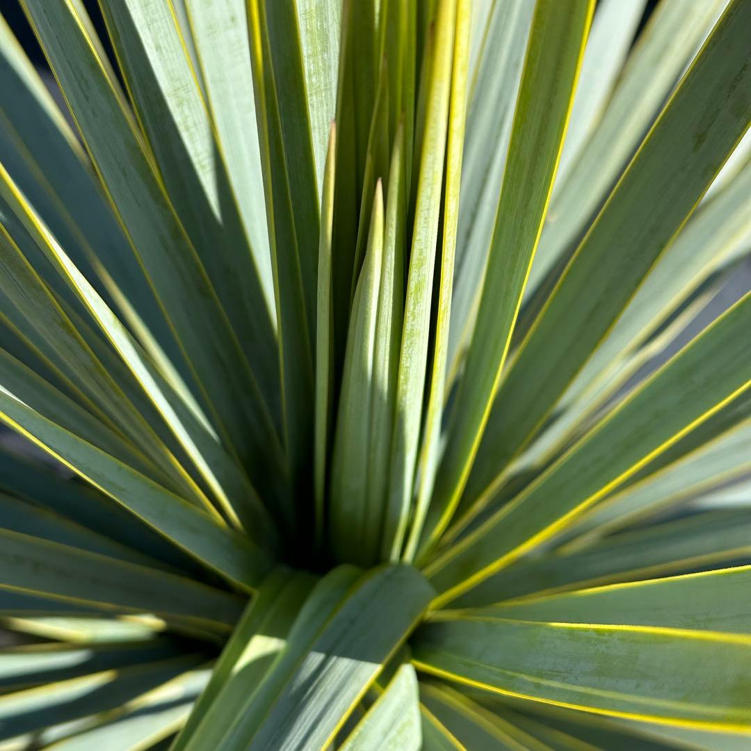 ユッカ ロストラータ（樹高:約83cm）Feb01