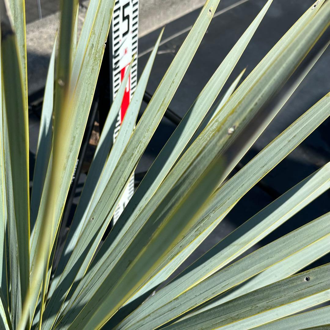 ユッカ ロストラータ（樹高:約83cm）Feb01