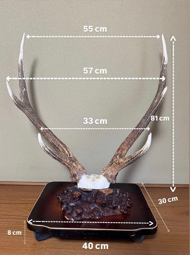 蝦夷鹿（エゾシカ）／角の標本（台座付き）