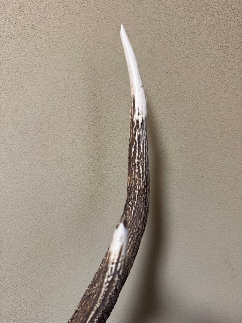 蝦夷鹿（エゾシカ）／角の標本（台座付き）